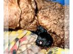 Poodle (Toy) PUPPY FOR SALE ADN-417026 - Teacup AKC Toy Poodle