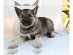 Norwegian Elkhound PUPPY FOR SALE ADN-416927 - Callie