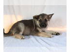 Norwegian Elkhound PUPPY FOR SALE ADN-416929 - Bruce