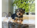 Yorkshire Terrier PUPPY FOR SALE ADN-417175 - YORKIE PUPPIES