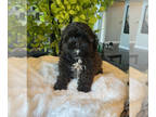 ShihPoo PUPPY FOR SALE ADN-417192 - ADORABLE SHIHPOO PUPPIES