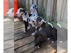 Great Dane PUPPY FOR SALE ADN-416856 - Great Dane puppies Pullman MI