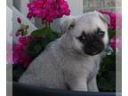 Pug PUPPY FOR SALE ADN-416835 - Pug For Sale Millersburg OH