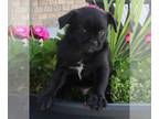 Pug PUPPY FOR SALE ADN-416840 - Pug For Sale Millersburg OH