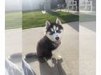 Siberian Husky PUPPY FOR SALE ADN-416831 - Family friendly and loving Siberian