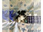 Shorkie Tzu PUPPY FOR SALE ADN-417253 - Puppies for sale