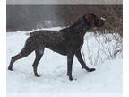 German Shorthaired Pointer PUPPY FOR SALE ADN-416468 - German Shorthaired