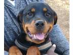 Rottweiler PUPPY FOR SALE ADN-416441 - Your new Cuddle Buddy Bella