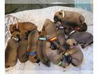 Bullmastiff PUPPY FOR SALE ADN-416806 - AKC certified Full breed Mastiff Pups