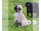 Pug PUPPY FOR SALE ADN-416974 - Pugs ready to go