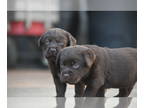 Labrador Retriever PUPPY FOR SALE ADN-416949 - Chocolate Male puppy