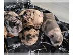 French Bulldog PUPPY FOR SALE ADN-417015 - French Bulldog merle puppies
