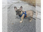 French Bulldog PUPPY FOR SALE ADN-416828 - ATL Frenchie
