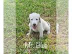 Labradoodle PUPPY FOR SALE ADN-417223 - Oodles of Doodles