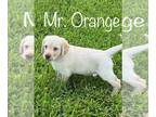 Labradoodle PUPPY FOR SALE ADN-417225 - Oodles of Doodles
