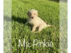 Labradoodle PUPPY FOR SALE ADN-417227 - Oodles of Doodles