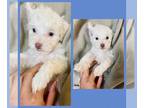 Maltipoo-Poodle (Toy) Mix PUPPY FOR SALE ADN-417317 - F1b Maltipoo Puppies