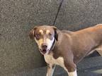 Adopt Sister* a Labrador Retriever / Doberman Pinscher / Mixed dog in Pomona