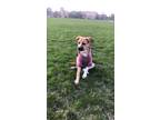 Adopt Nina a Brown/Chocolate - with White Jack Russell Terrier / Boxer / Mixed