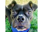 Adopt Bear a Black - with White Boxer / Mixed dog in Jefferson, WI (35127668)