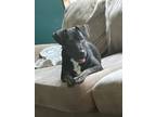 Adopt RueRoo a Brindle American Staffordshire Terrier / Boxer / Mixed dog in