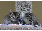 Adopt The Bee Gee's Robin & Meowrice a Tiger Striped Domestic Shorthair (short