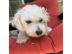 Adopt Cookie a White - with Tan, Yellow or Fawn Bichon Frise / Mixed dog in West