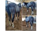 Beautiful Dapple Grey Quarter Horse