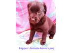 Adopt Pepper talbot-an annie pup a Brown/Chocolate Labrador Retriever / Shepherd