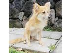 Adopt Louie a Pomeranian / Mixed dog in Keaau, HI (35124178)