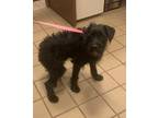 Adopt Pup 1 a Black Poodle (Miniature) / Mixed dog in Mesquite, TX (35124141)