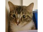 Adopt Montana a Brown or Chocolate Domestic Shorthair / Mixed cat in Ballston