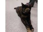 Adopt Gizmo a Tortoiseshell Domestic Shorthair / Mixed cat in Ballston Spa