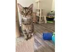 Adopt Amesbury a Domestic Shorthair / Mixed (short coat) cat in Columbia