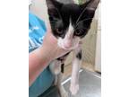Adopt Stars a All Black Domestic Shorthair / Domestic Shorthair / Mixed cat in