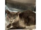 Adopt Sokka a Gray or Blue Domestic Shorthair / Mixed cat in Saratoga Springs