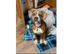 Adopt Dally a Boxer / Mixed dog in Denver, CO (35120436)