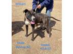 Adopt William a Boxer dog in Denver, CO (35120432)