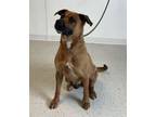 Adopt Nixie a Boxer / Shepherd (Unknown Type) dog in Denver, CO (35120430)