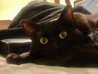 Adopt Olive a All Black Bombay / Mixed (medium coat) cat in Oxnard
