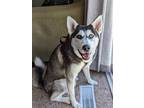 Adopt Simon a Tricolor (Tan/Brown & Black & White) Husky / Mixed dog in Grand