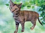 Adopt SAPHIRE a Tortoiseshell Domestic Shorthair / Mixed (short coat) cat in