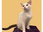Adopt NALA a White (Mostly) Domestic Shorthair / Mixed (short coat) cat in