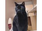 Adopt Stryker a All Black Domestic Shorthair / Mixed cat in Ballston Spa