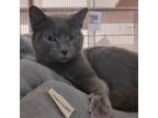Adopt Libby a Gray or Blue Domestic Shorthair / Mixed cat in Ballston Spa