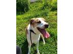 Adopt Luna a Boxer / Mixed dog in Birdsboro, PA (35118797)
