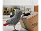 SWEET AFRICAN GREY PARROTS AVAILABLECAGE  They Are Home Raise And Will Come With All Papers Reach Us Out Text 706 Then 388 With 2431