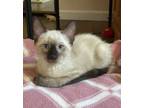 Adopt Middle (cf) a Siamese, D
