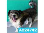 Adopt A224742 a Cairn Terrier, Mixed Breed