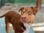 Adopt DILL* a American Staffordshire Terrier, Mixed Breed